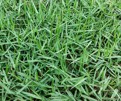Platinum Zoysia Grass Image