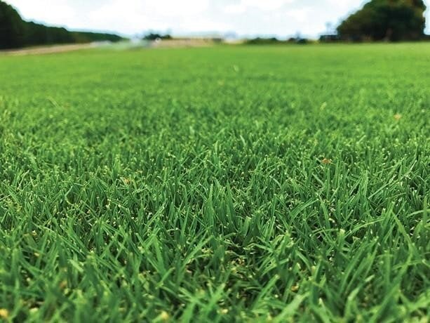 TifTuf Bermuda Grass
