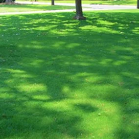 TifTuf Bermuda Grass Product Image