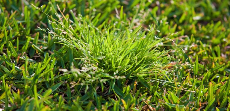 Image of Winter Grass